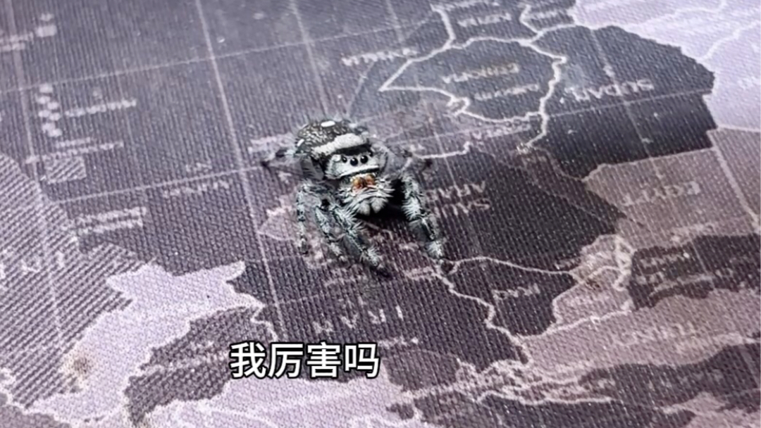 小跳蛛说还要再玩一次