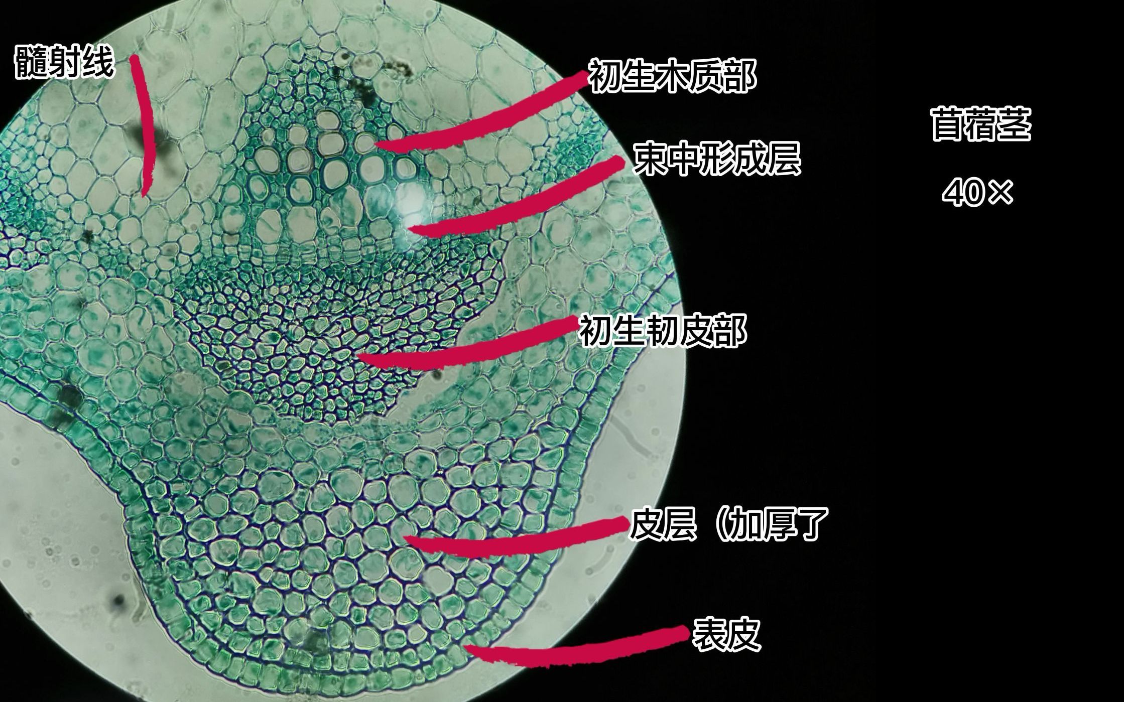 [图]【植物学】茎