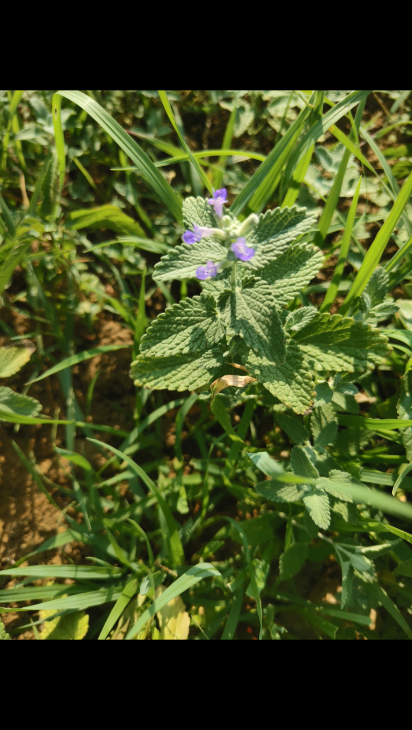 被子植物类生药薄荷