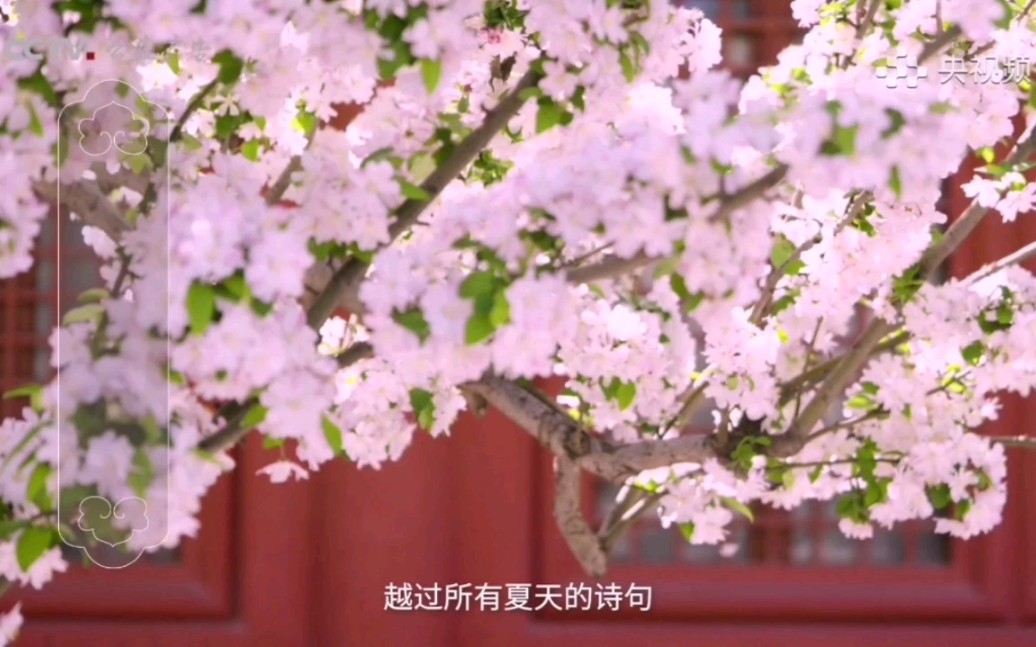 [图]【CCTV公益传播】二十四节气系列公益广告《天地有节 风雅中华》（立夏篇）