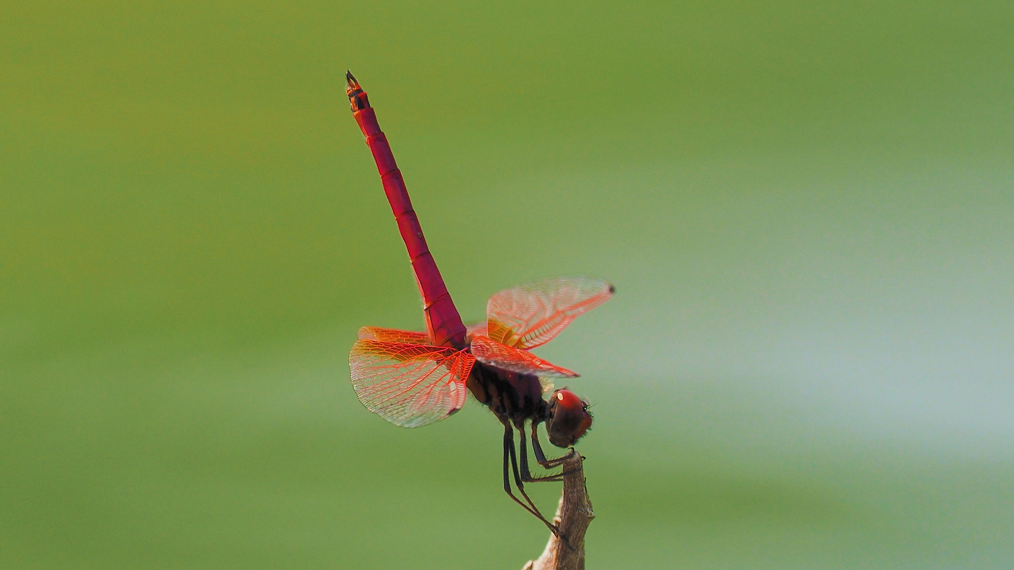 【红蜻蜓】看,是会呼吸的红管子!