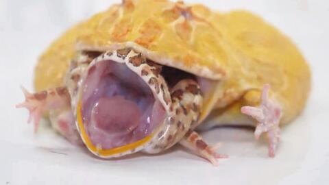 角蛙活吞甲鱼 不料被咬住嘴巴 疼得嗷嗷叫 哔哩哔哩 Bilibili