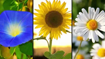 【花的世界】100种不同类型的花的名字