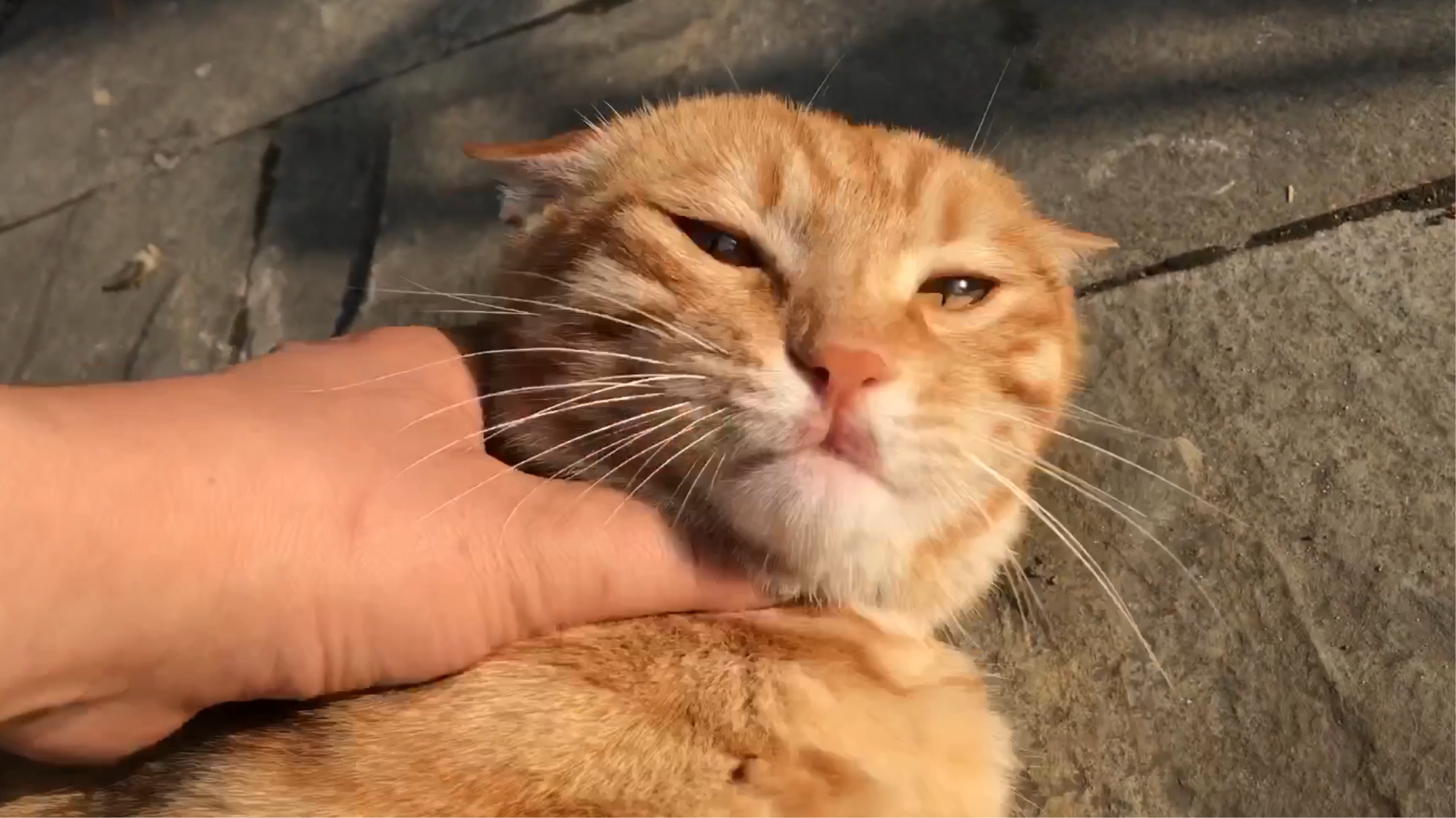 我要掐死这只流浪猫皮蛋,在外面一天了,饿了才晓得回来看我.