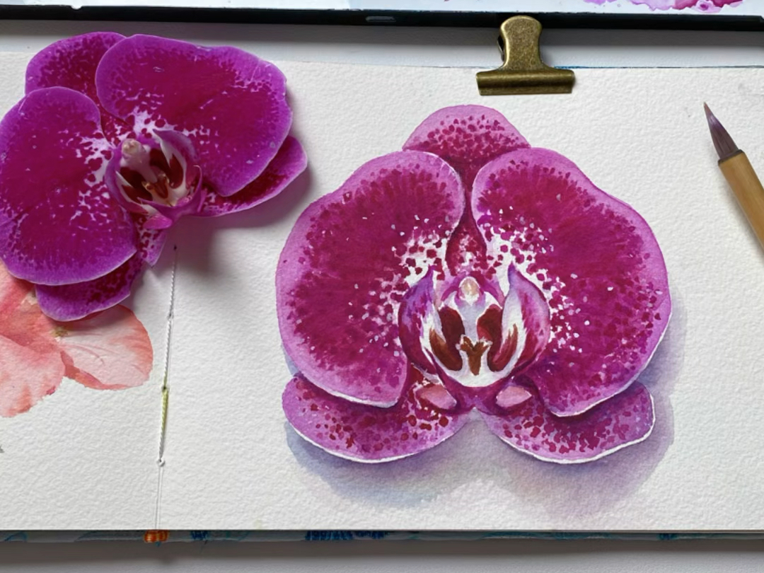 水彩写生|蝴蝶兰.捡了一朵蝴蝶兰,画在本子上真是太美了!