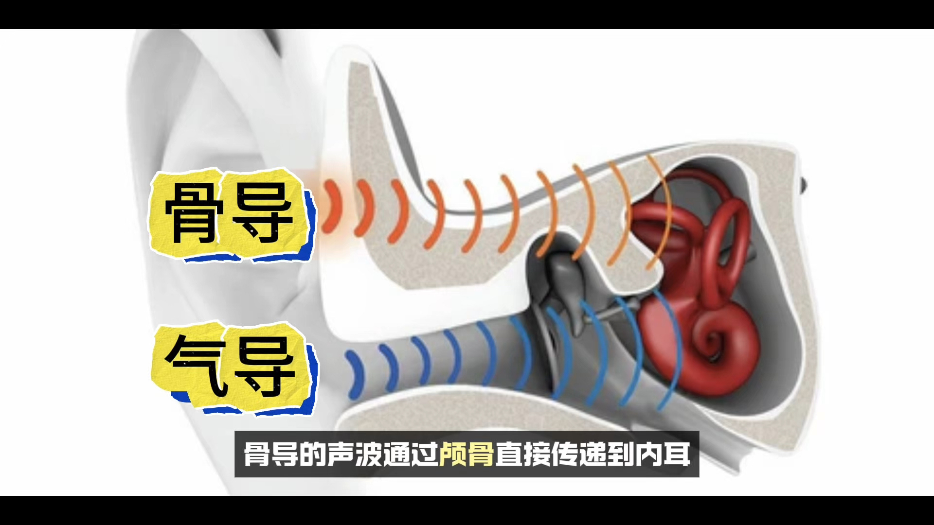 耳朵如何听见声音？什么是气导和骨导？