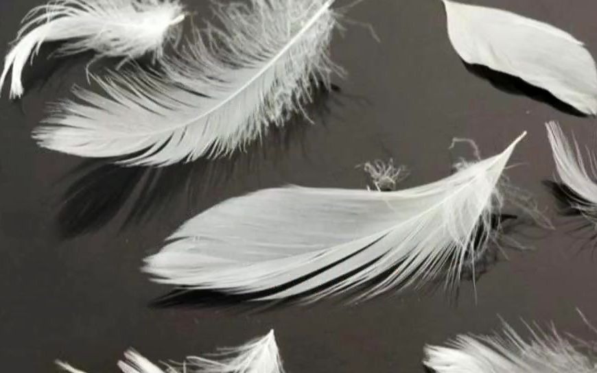 鸭毛鹅毛进口报关清关需要准备哪些单证资质材料