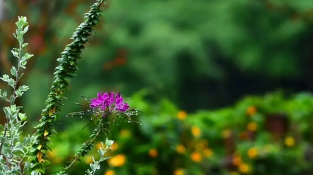 [图]七绝雨后花园 雷雨方收绿起烟，晴光流翠水晶圆。浓浓绿染盈盈水，一片蝉声噪暑天。