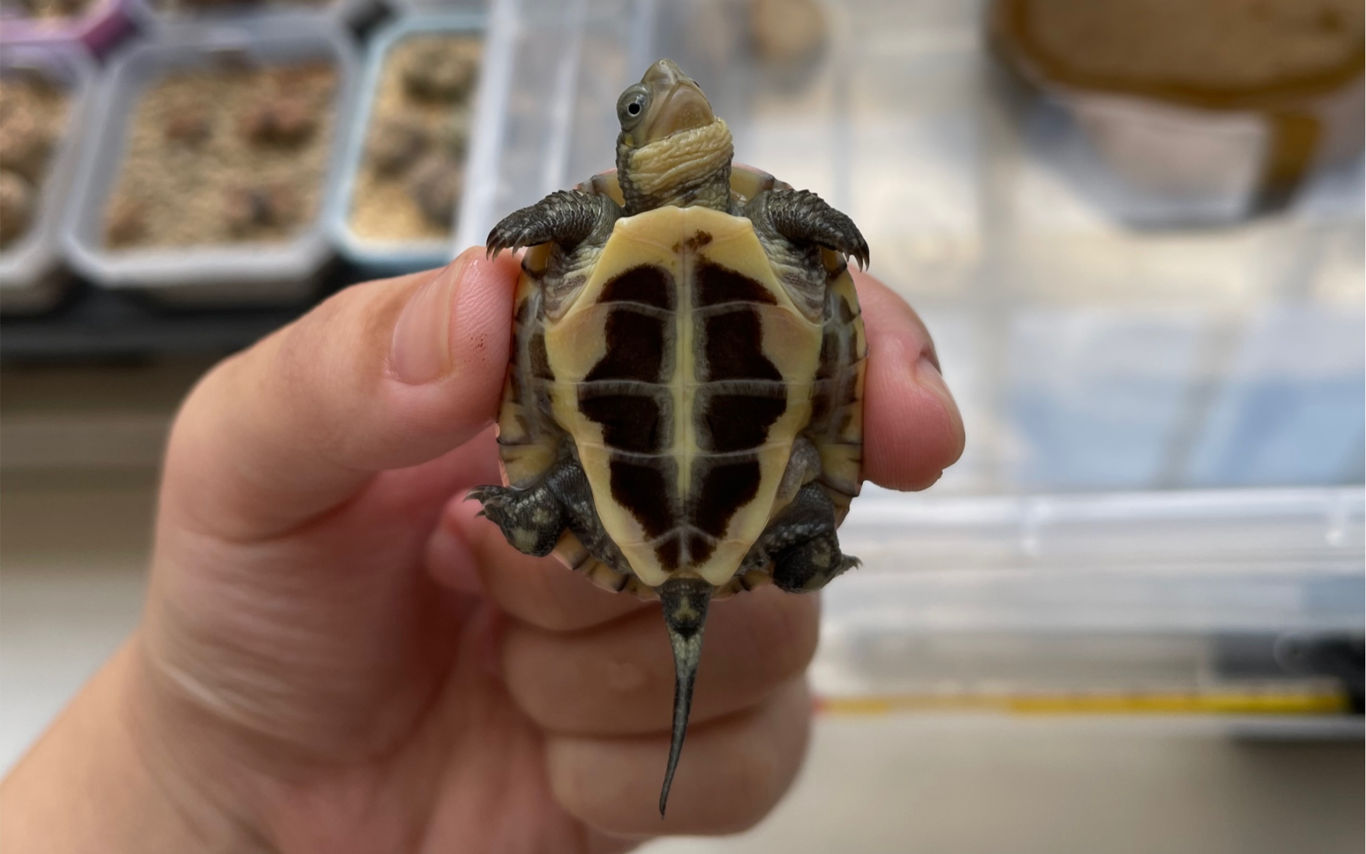 求助#小青龟 脚底尾巴附近 是腐皮吗?