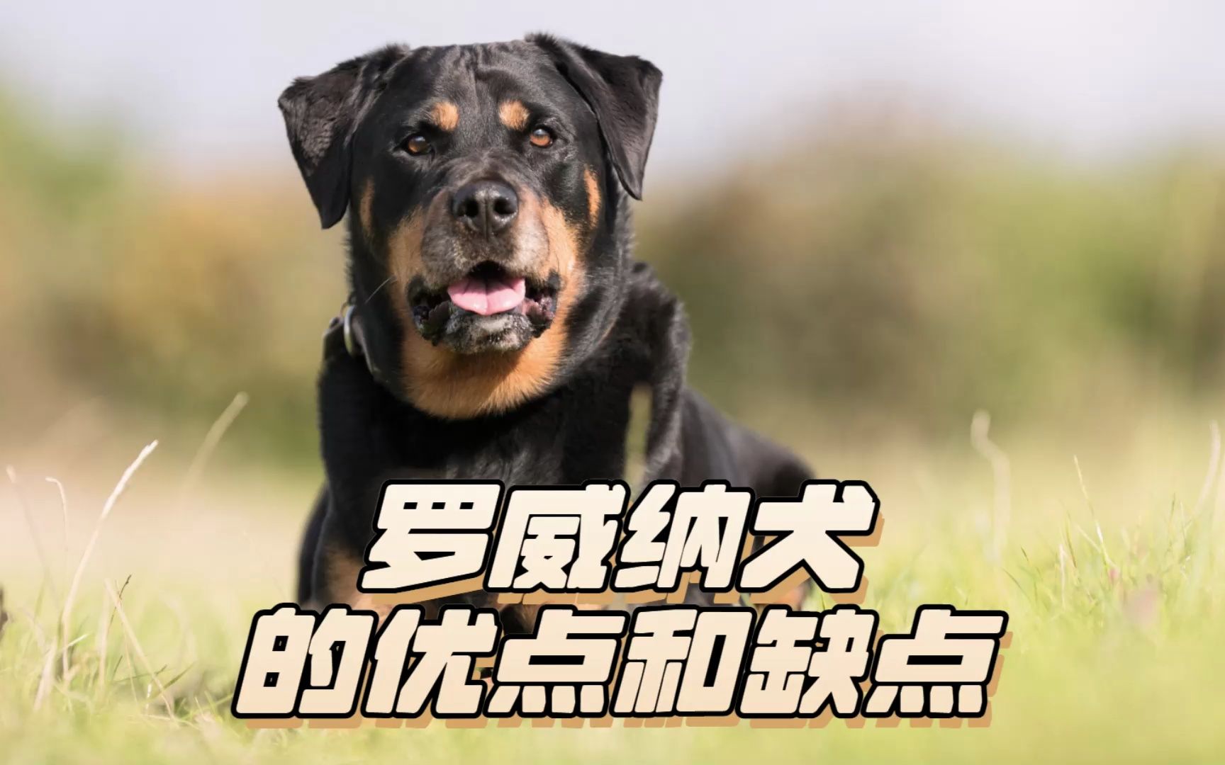 罗威纳犬的优点和缺点,先了解再养也不迟!哔哩哔哩bilibili