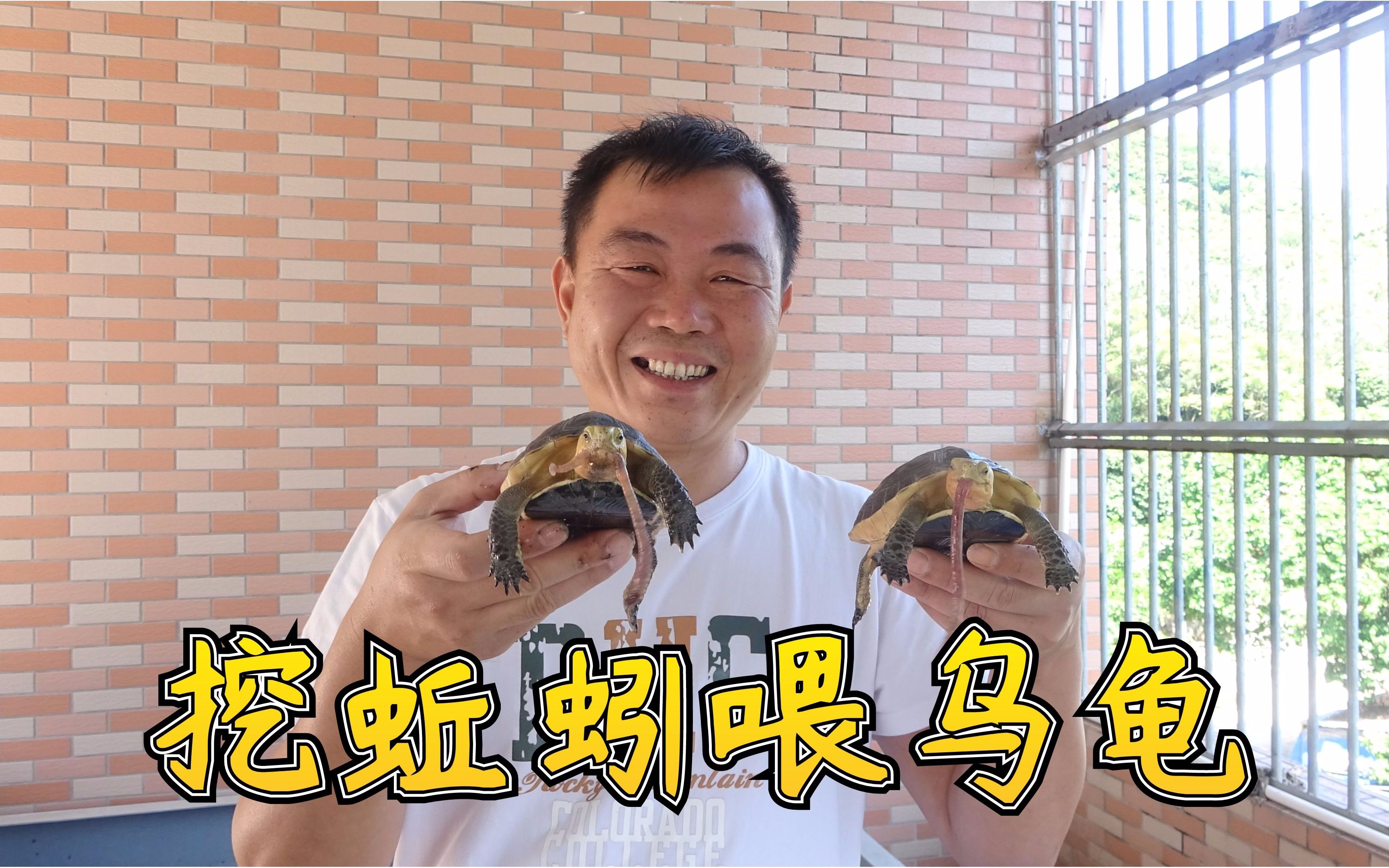 老林挖蚯蚓喂乌龟,黄缘龟一口咬一条,太可爱了