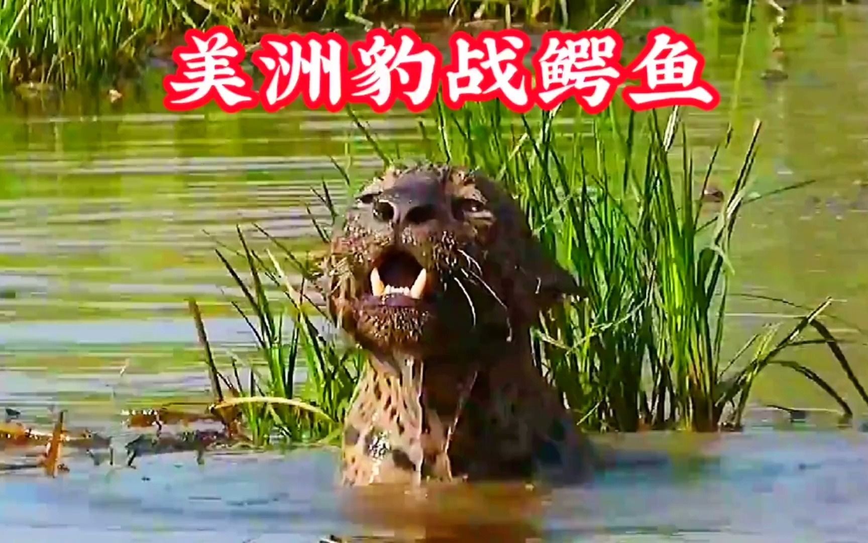 美洲豹狩猎鳄鱼,谁知竟遇上装死的鳄鱼,一场智慧的较量