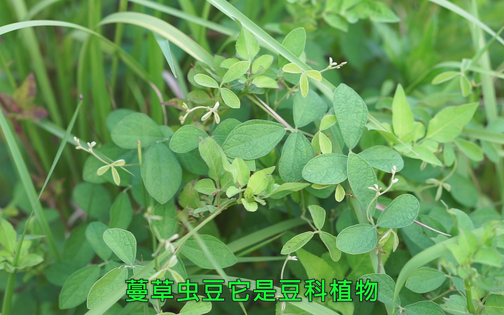 路边常见植物,喜光可以攀爬草木,豆荚像毛虫一样—蔓草虫豆