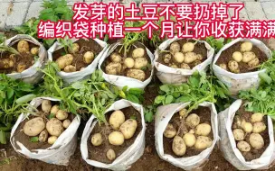 Descargar video: 发芽的土豆不要扔掉了，用编织袋种植一个月，让你收获满满！