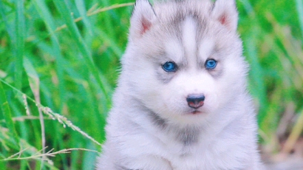 这样的双血统蓝眼哈士奇,谁不迷糊?