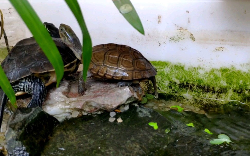 黄喉拟水龟