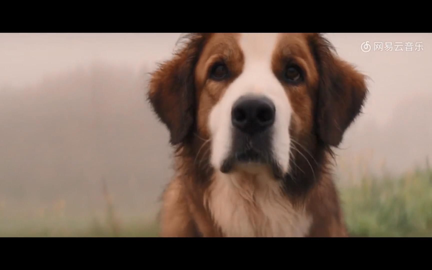 [图]Home We'll Go (一条狗的使命)