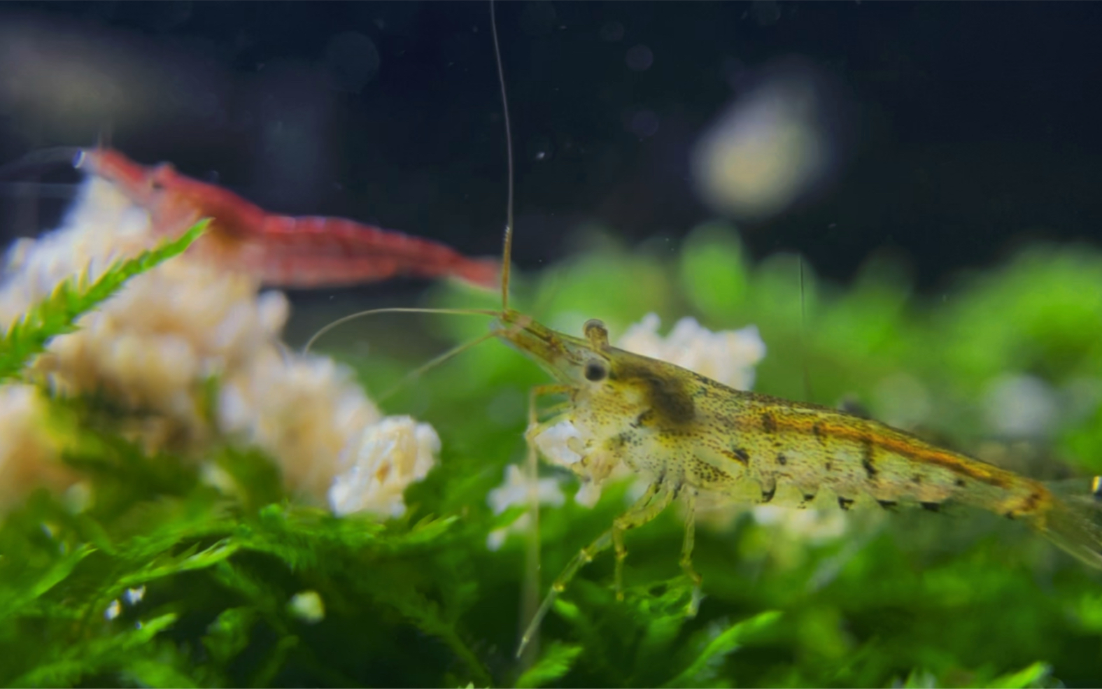 我的小鱼缸,小鱼小虾_哔哩哔哩_bilibili