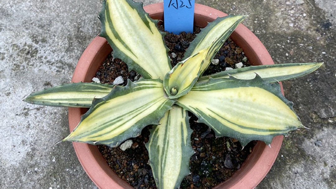 多肉植物龙舌兰科赤牙龙黄中斑一物一拍