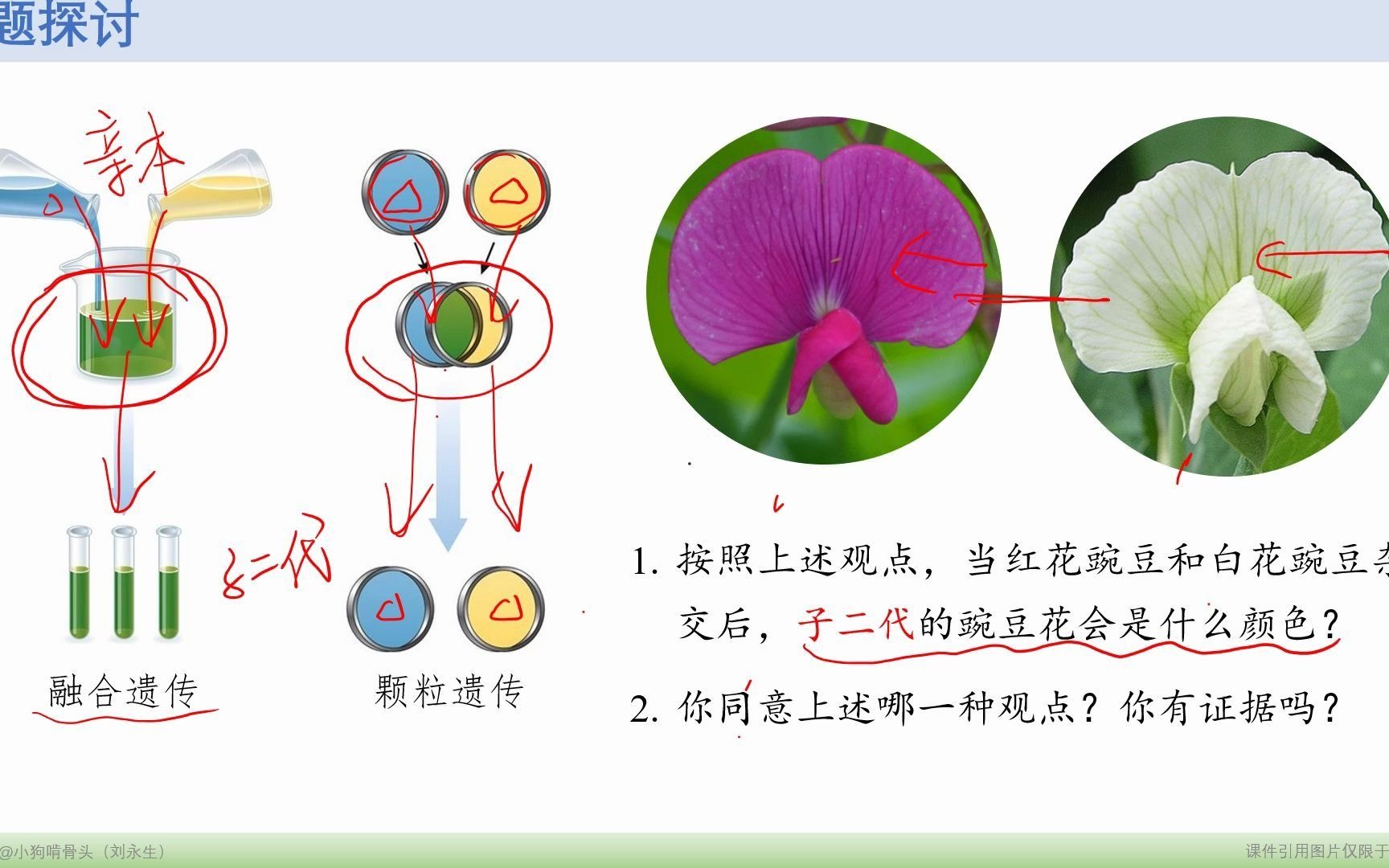 [图]2.1.1 孟德尔的豌豆杂交实验（一）