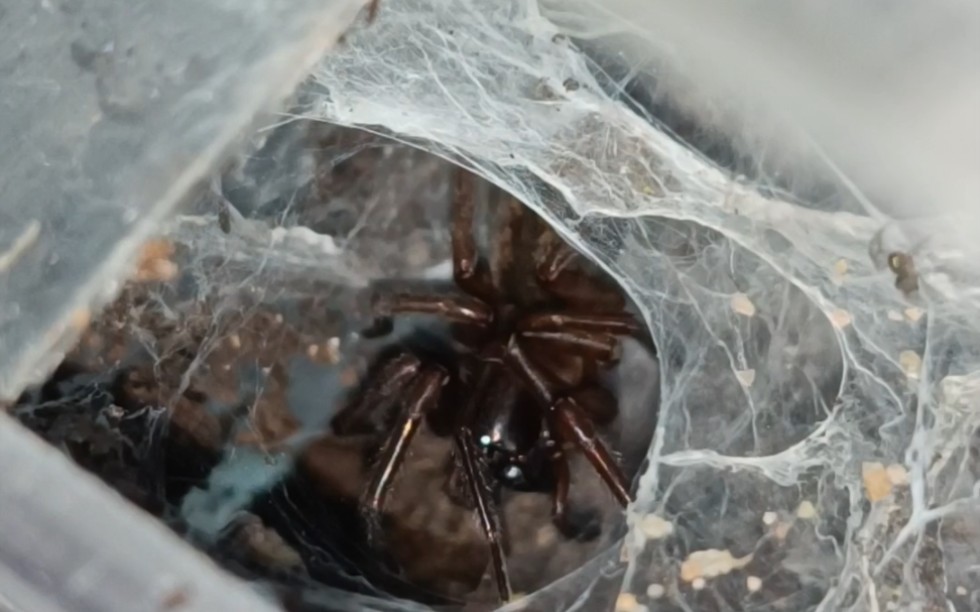 家隅蛛幼体成功孵化!