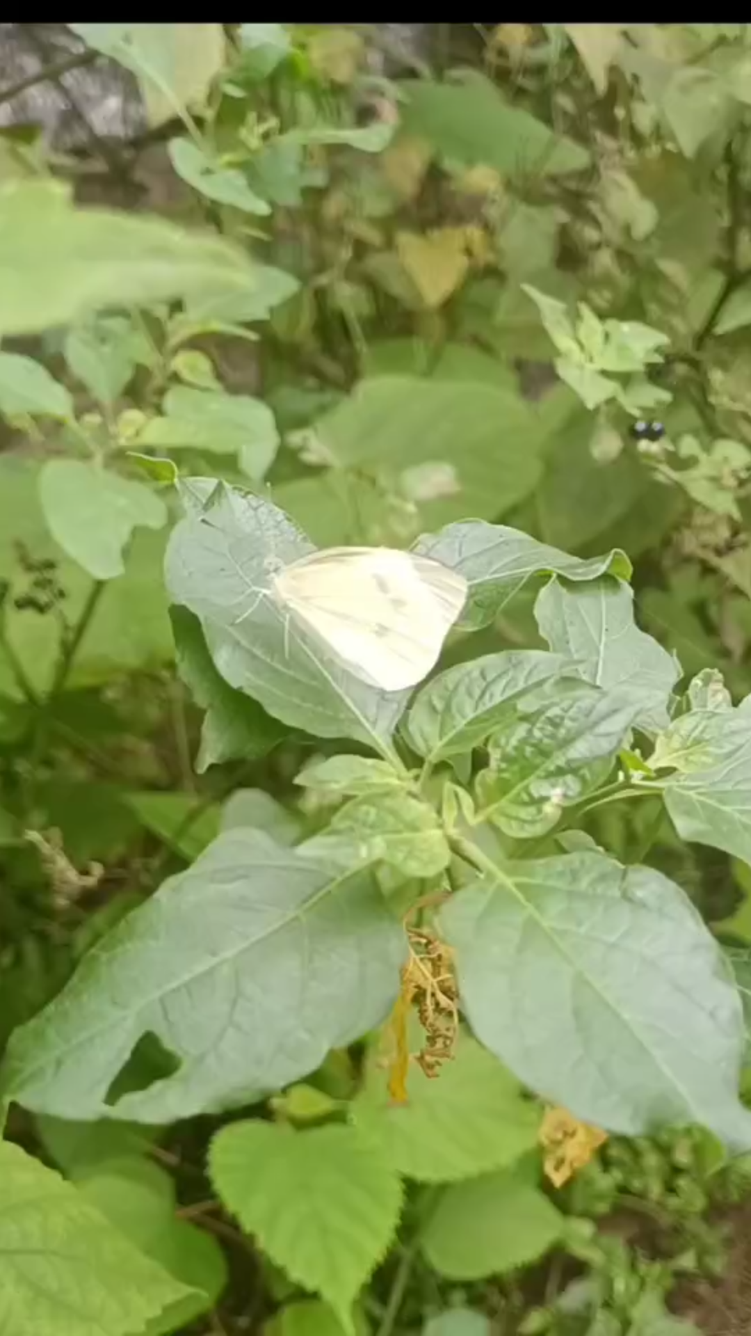 [图]两只蝴蝶飞呀飞