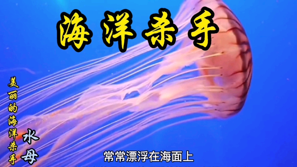 美丽的海洋杀手—水母