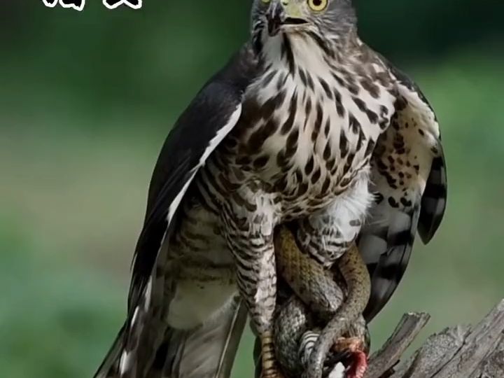 鹰蛇之战,胜者为王