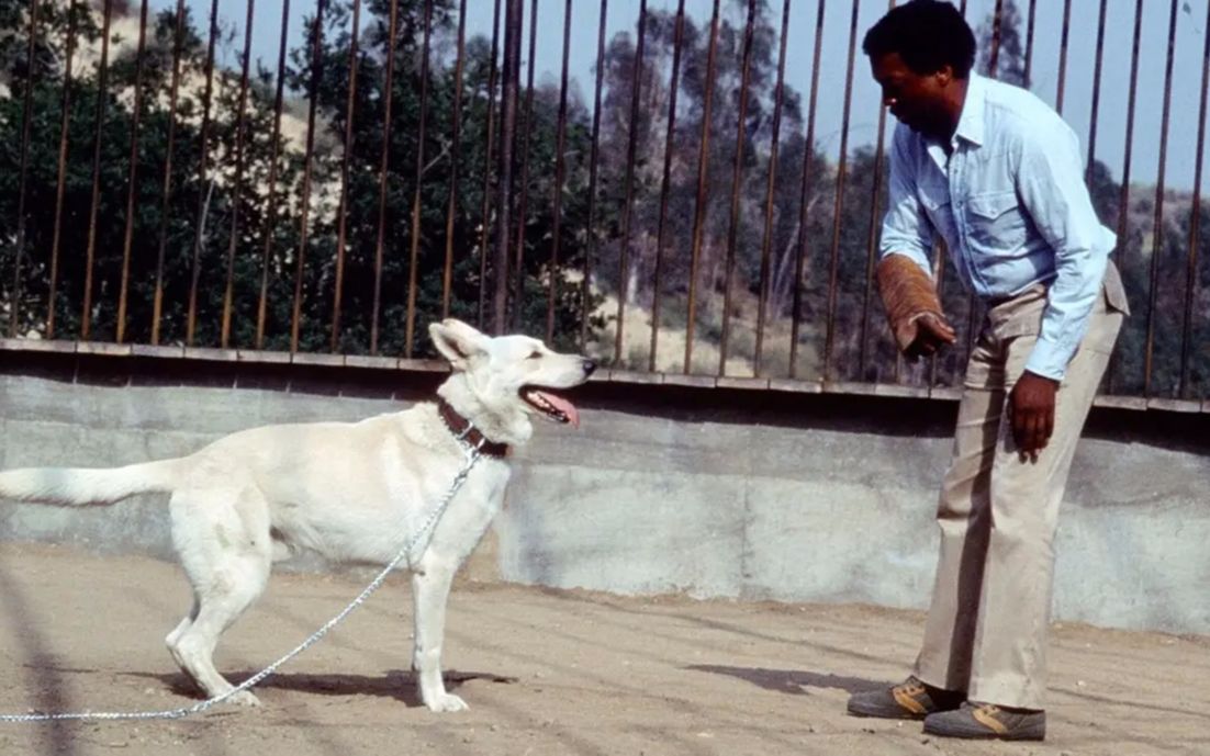 小涛讲电影7分钟带你看完美国恐怖电影白狗