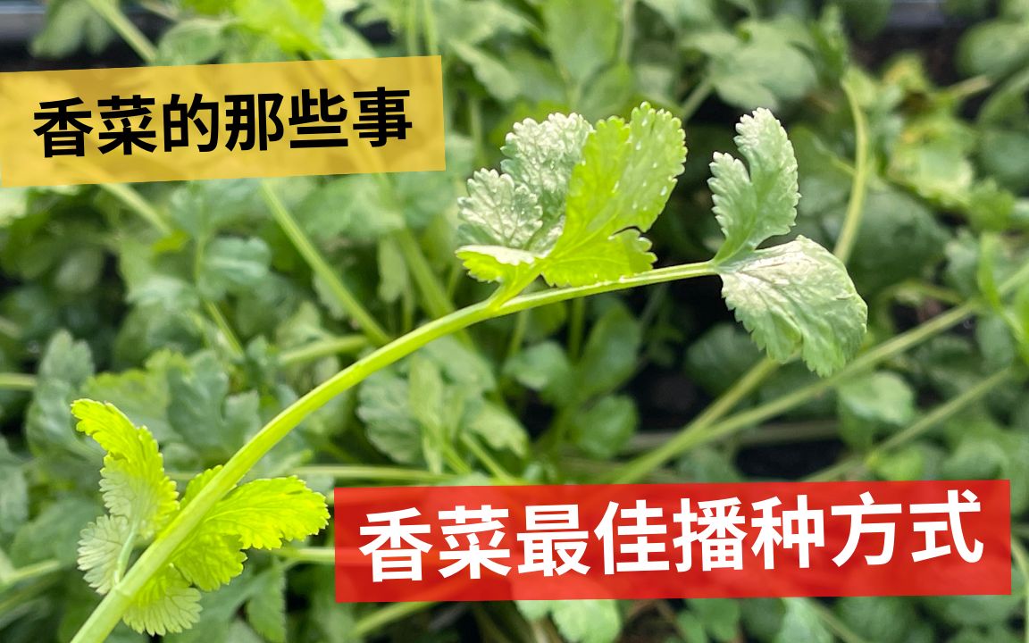 [图]香菜/芫荽的最佳播种方式，以及旷日持久的香菜是香还是臭的大辩论