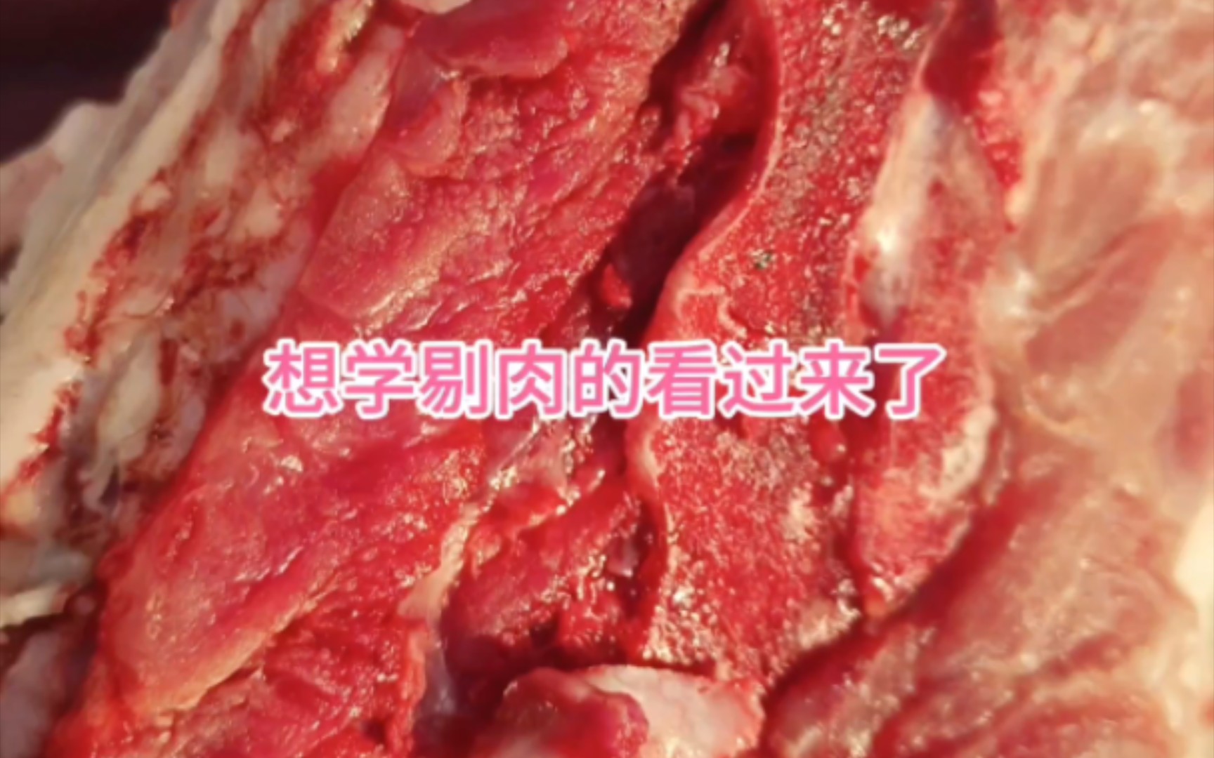 想学剔肉的看过来了哔哩哔哩bilibili