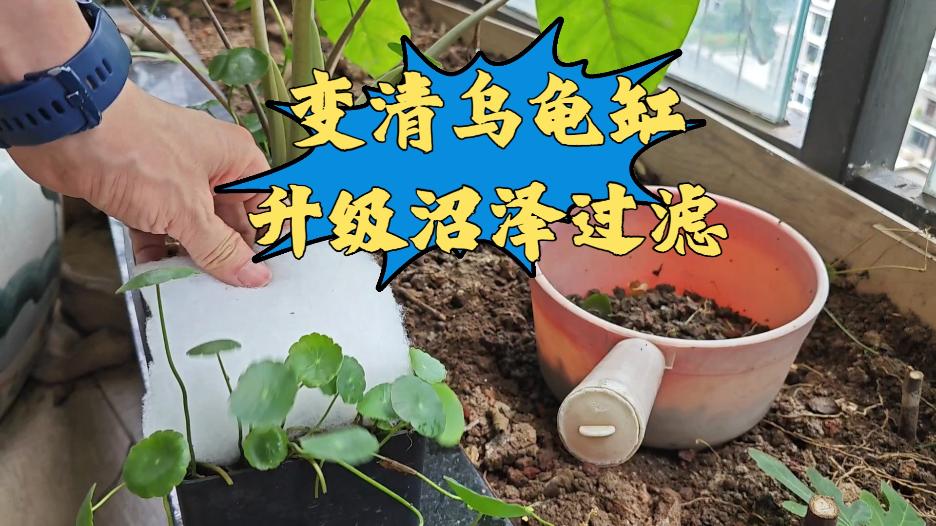 升级下乌龟缸沼泽过滤