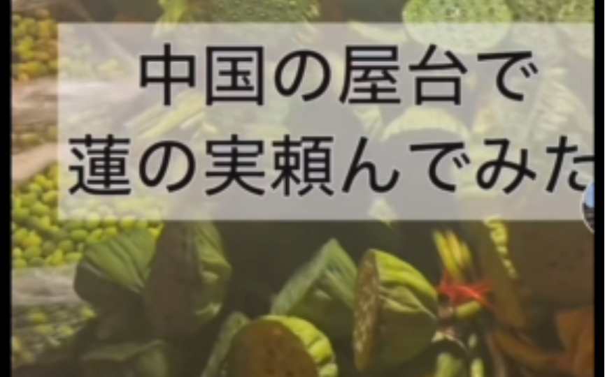 【TikTok】外网看日本小哥体验国内街边莲子|海外国际版抖音外国网友评论哔哩哔哩bilibili