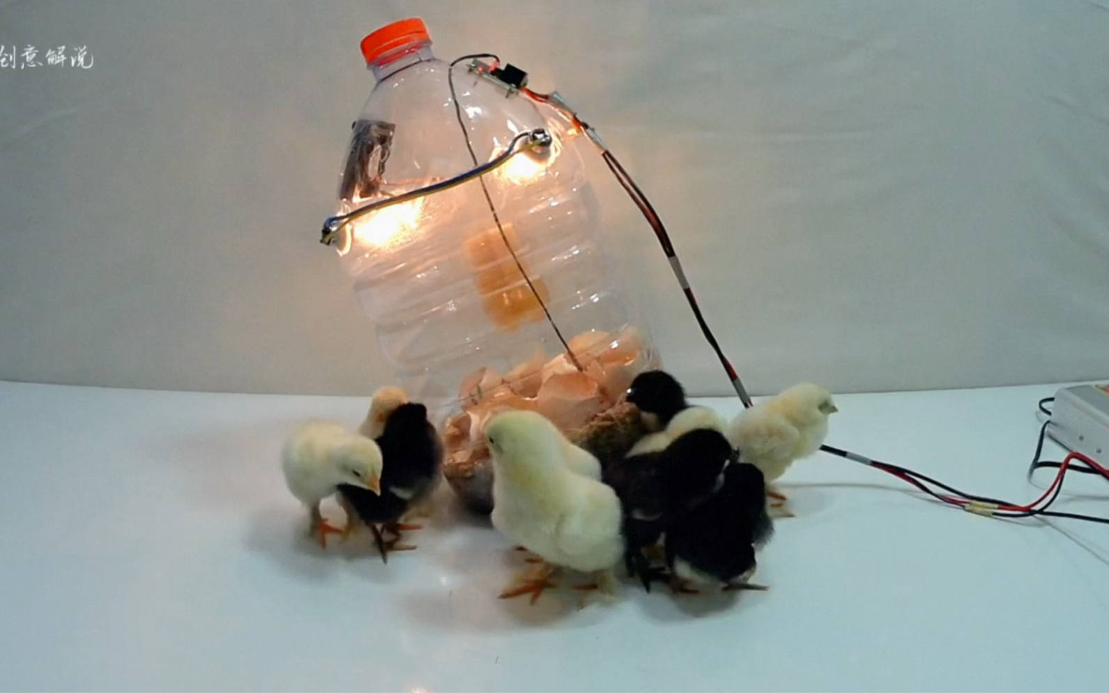 用一个塑料瓶居然能制作一个小鸡孵化器,真是高手在民间啊