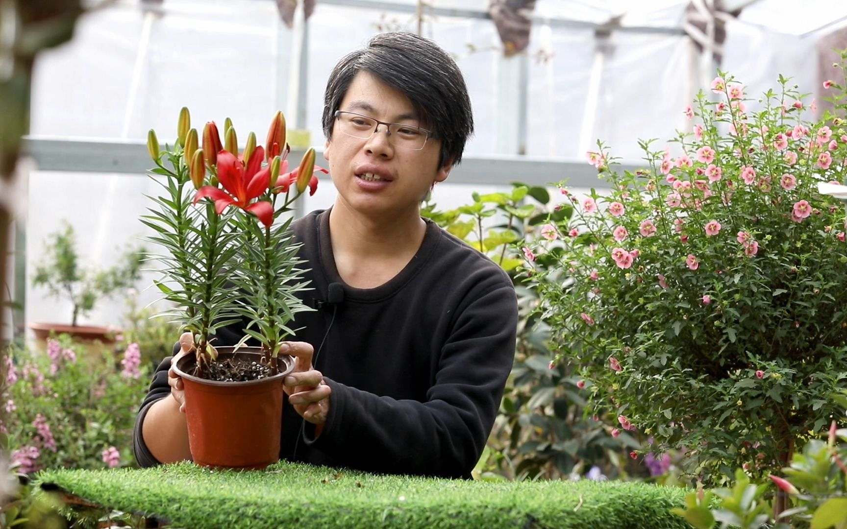 秋天种植百合花,注意这几点开花多、不容易落花哔哩哔哩bilibili