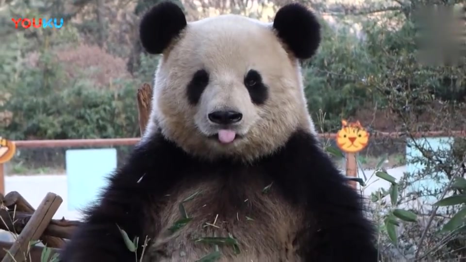 大熊猫思嘉正襟危坐, 一动不动- 不是要给熊家拍照吗- 赶紧的啊!_高清