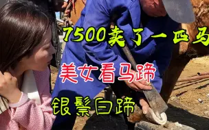 Descargar video: 7500买了一匹蒙古马银鬃白蹄，惹得美女爱不释手，贵吗买来就修蹄