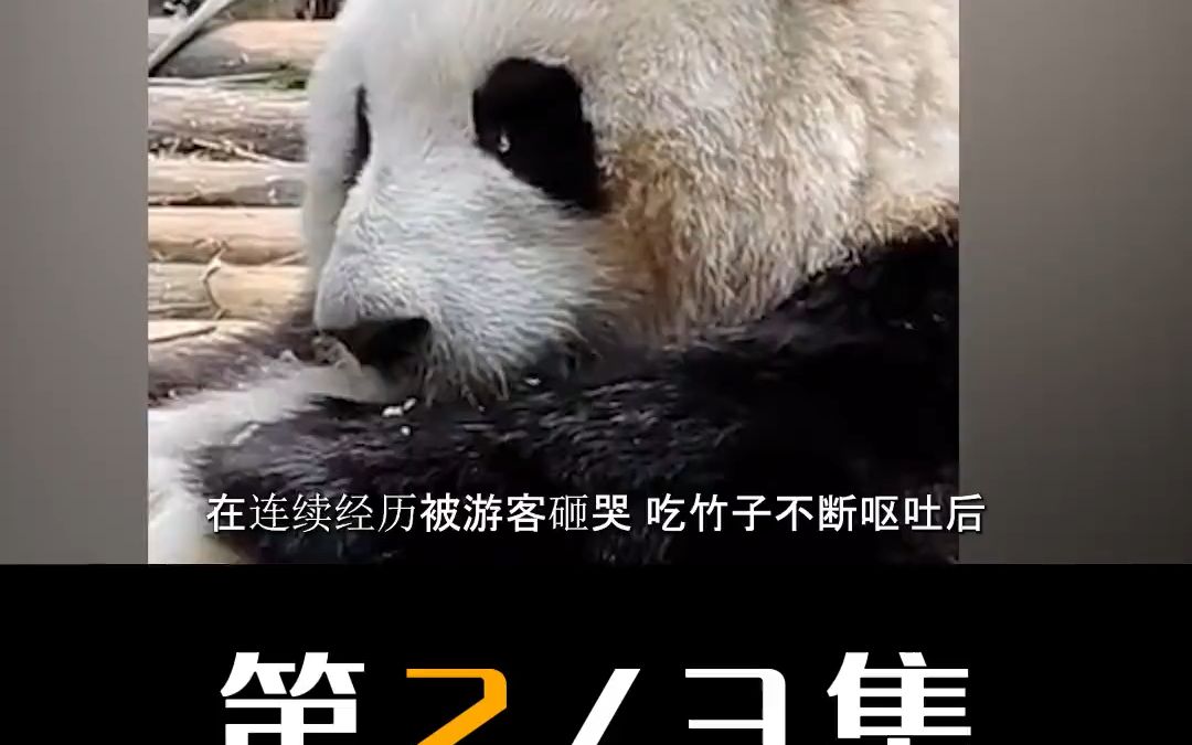 熊猫花花停工5天,因可爱形象成新晋顶流 #大熊猫和花 #熊猫 #国宝