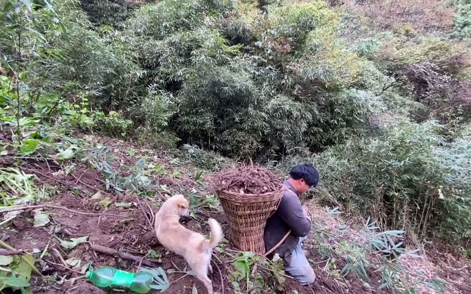 [图]【田园生活】小伙独自隐居深山，在野外挖药材来维持生活实现自己的隐居梦。