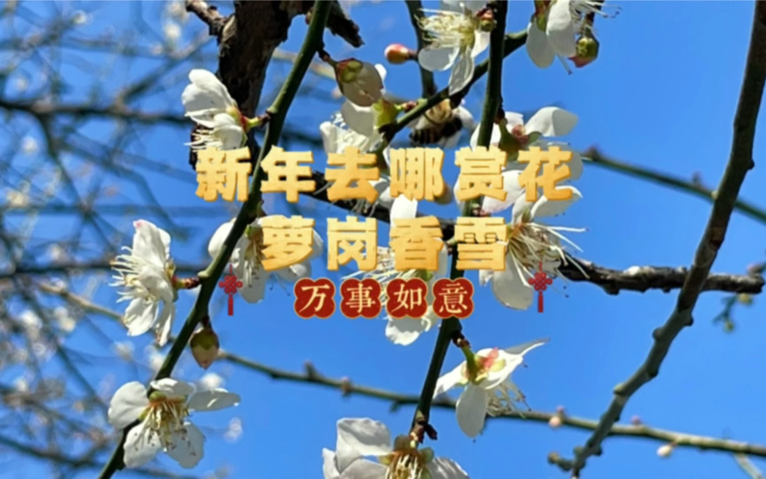 春节去哪赏花 广州萝岗梅花如香雪海洋哔哩哔哩bilibili