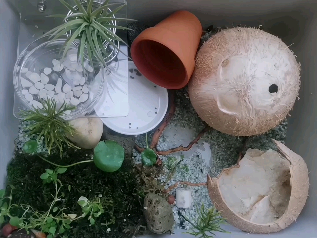 相手蟹|相守蟹|水陆造景|丰容|宠物|宿舍宠物