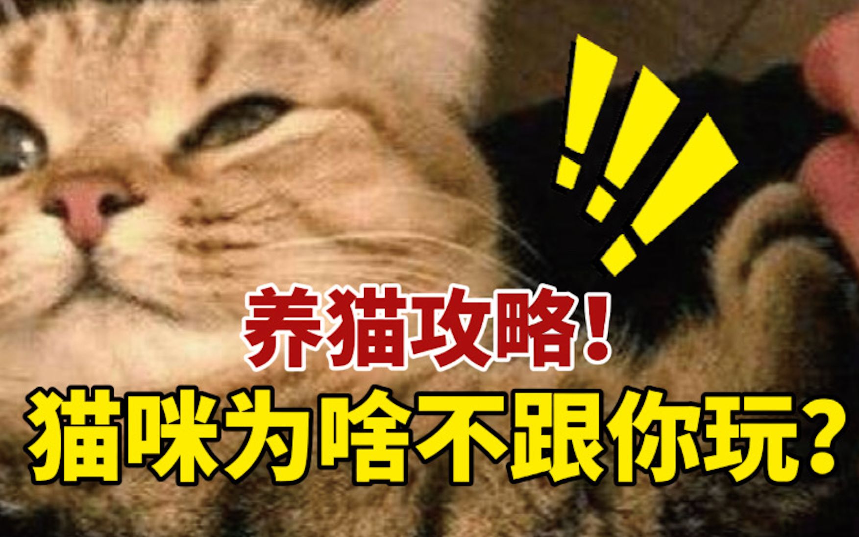 猫咪为啥不跟你玩?看看你中了几个!哔哩哔哩bilibili