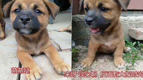 主人镜头下一只狗狗从出生到成为巨婴的成长过程 哔哩哔哩