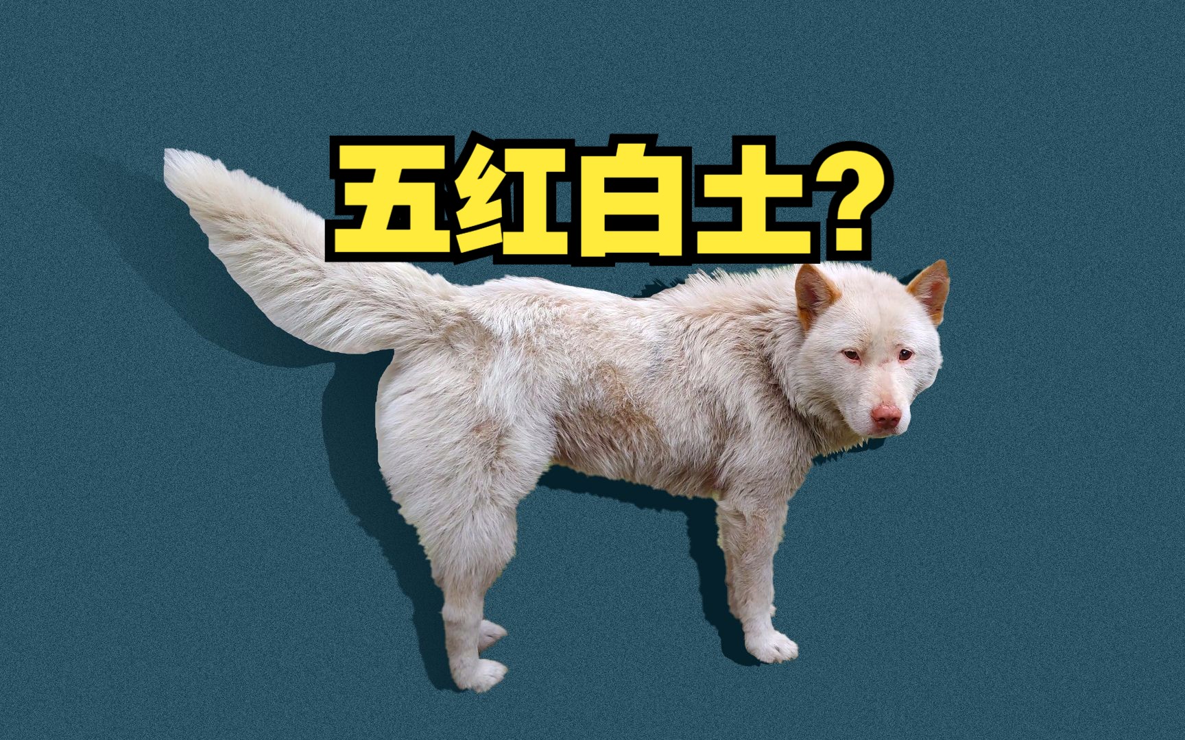 白五红,长毛,那么它是?