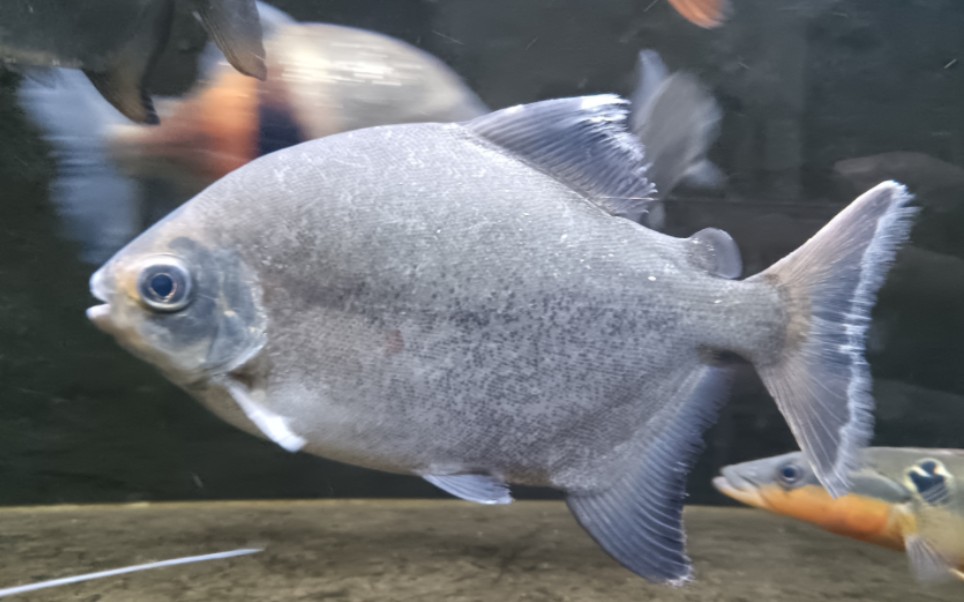 体型修长的虎牙银板——黄金虎牙银板开箱