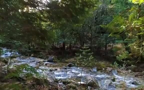 [图]森林鸟鸣 Birds of the Forest