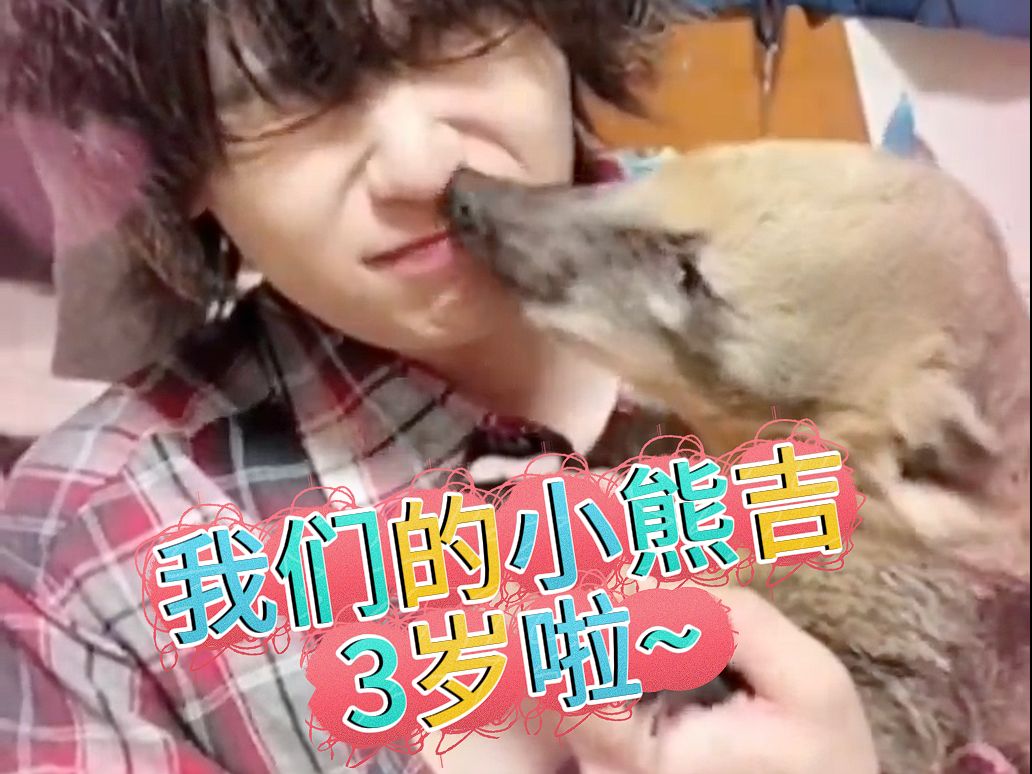 萌宠小窝的熊吉酱三岁啦