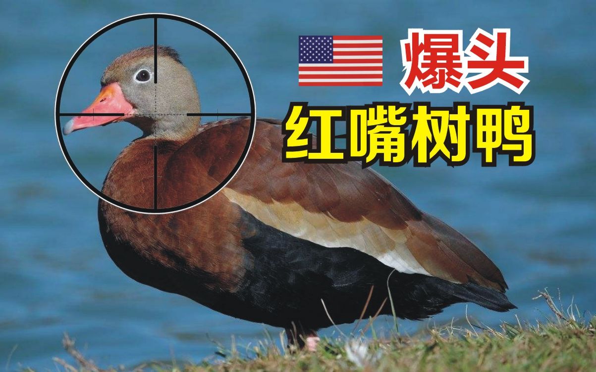 一枪双鸭,爆头红嘴树鸭_哔哩哔哩_bilibili