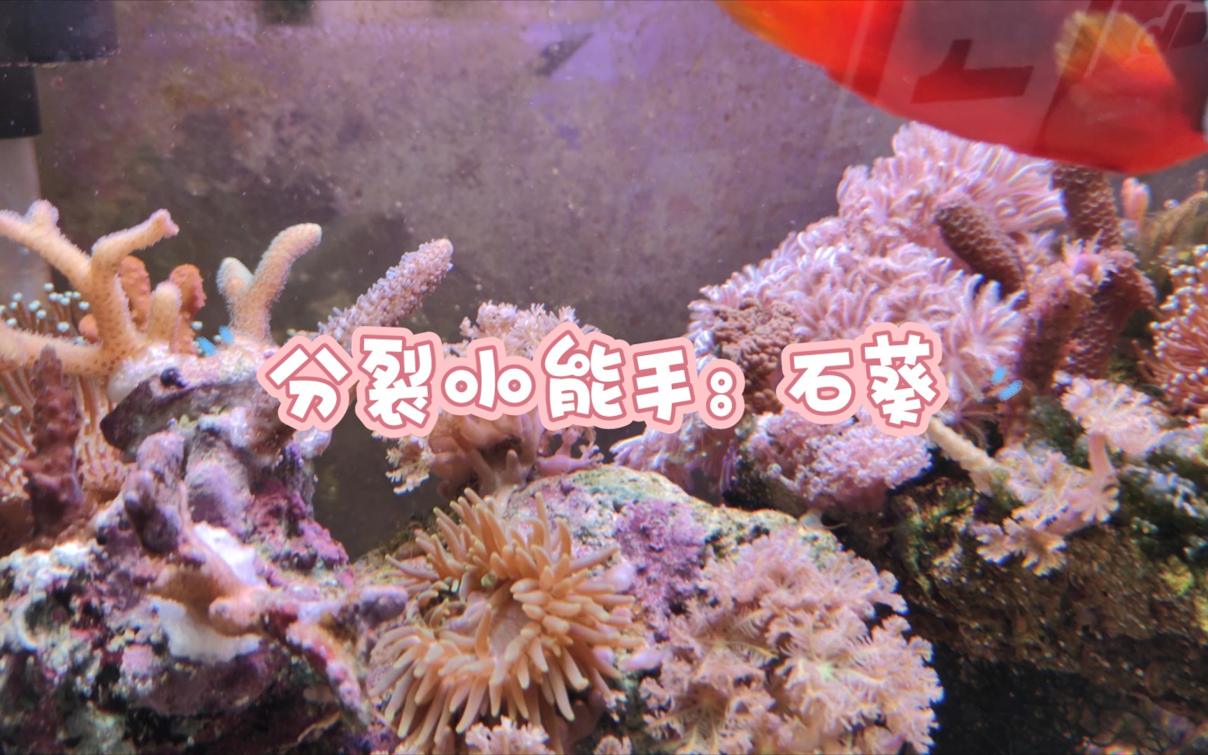 海洋生物繁殖速度排行榜之:石葵哔哩哔哩bilibili