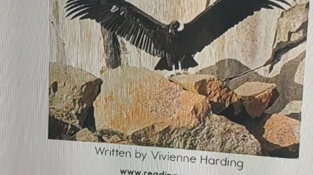 [图]RAZ(H) Condors: Giant Bird 蓝思500 (vulture, cliff, continent, California, Andean)